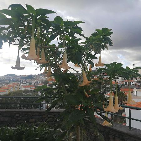 Casa Vanday Funchal  Kültér fotó